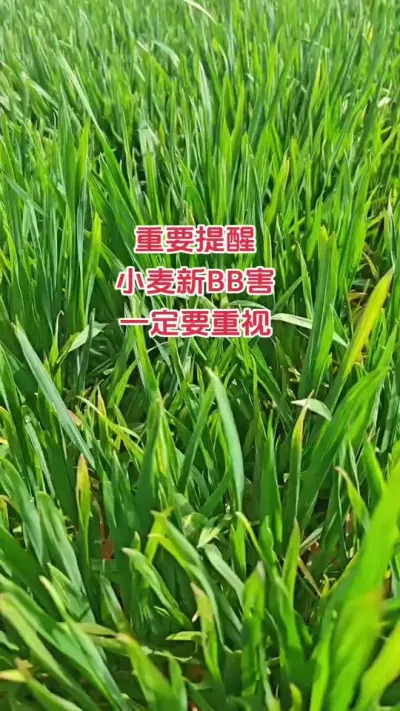 赶紧去地里看看你家小麦#抖音助农 #新农人 #种植 #朝晖农资 #新农人