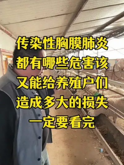 羊群出现烂肺病养殖户该如何去解决和预防  #牛羊烂肺病  #牛羊养殖  #每天分享牛羊养殖  #传染性胸膜肺炎