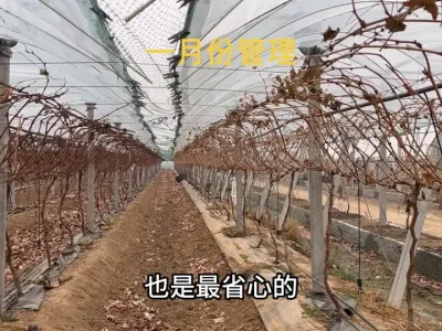 葡萄园区一月份的管理工作#葡萄种植 #阳光玫瑰葡萄 #农业种植 #果园管理 #种植