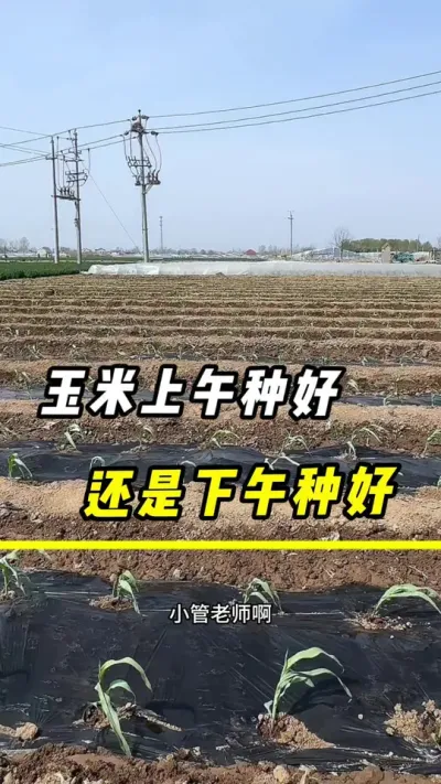玉米是上午种好，还是下午种好#玉米#玉米种植#三农 #农业 #玉米金大棒