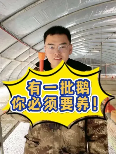 你什么鹅都可以不养，但是！有一批鹅你一定要养！错过这个赚金币的机会，下次就要再等一年了！那是啥鹅啊！来，我给您讲清楚！#养鹅技术分享 #养鹅 #养鹅技术找晓雨