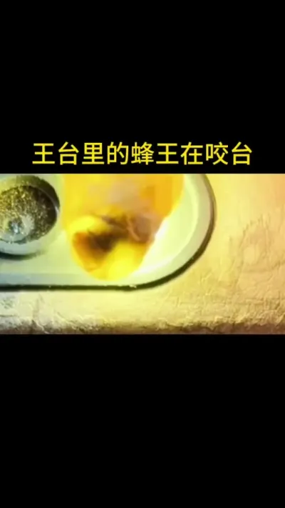 蜂王出台，是自己咬开王台，还是工蜂咬开的#蜂王 #蜜蜂养殖 #三农