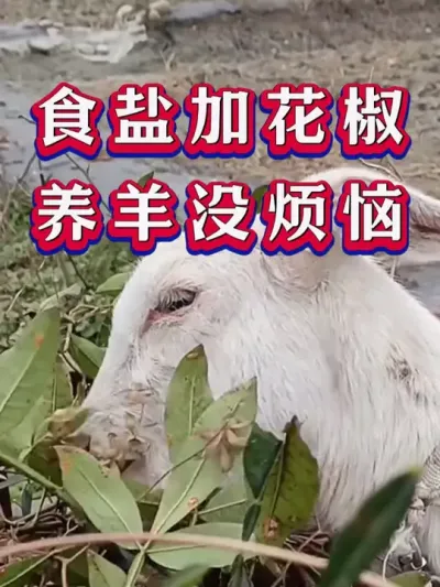 食盐加花椒养羊没烦恼 #养羊 #三农 #新手养羊 #养殖