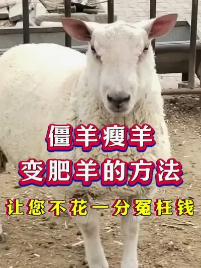 僵羊瘦羊变肥羊的方法让您不花一分冤枉钱 #养羊 #科学养羊 #新手养羊 #牛羊养殖
