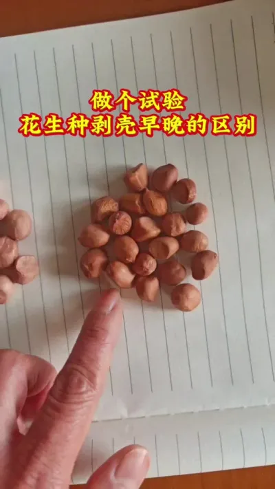 花生种为啥不能剥壳早#农业种植技术 #抖音助农 #花生 #心系三农服务三农 #农业人