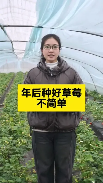 年后草莓如何管理，这几步很重要！#启明生物大师姐 #草莓种植管理技术和方法 #农业种植 #草莓种植 #农业技术推广