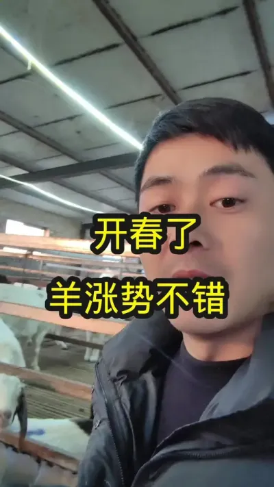 #养羊 #农村养羊 #养羊技术分享 #养羊技术