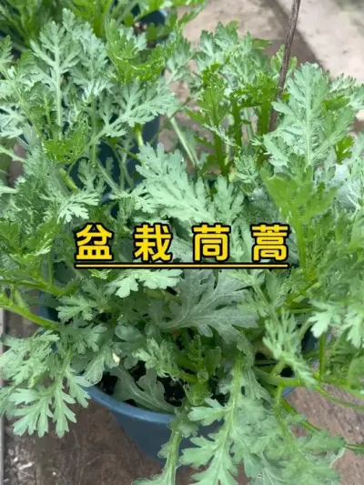 茼蒿喜欢大水大肥，不然不够鲜嫩，赶紧摘了补肥。#记录我的种植生活 #楼顶菜园 #我的小菜园 #我爱种菜 #自己种的纯天然的绿色蔬菜