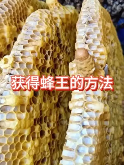获得蜂王的方法#蜜蜂养殖 #蜂王 #三农