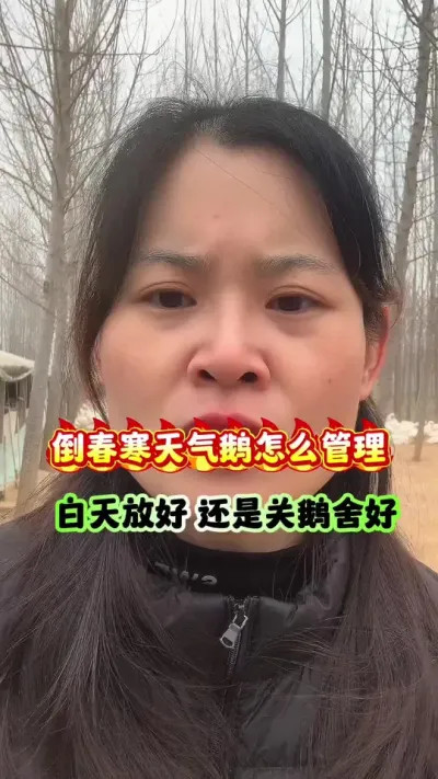 倒春寒天气鹅饲养管理怎么好？白天往外放好，还是关鹅舍里好？#养鹅技术分享 #三农 #养鹅人 #狮头鹅 #养鹅