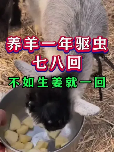 养羊一年驱虫七八回不如生姜就一回 #养羊 #养羊人 #新手养羊 #牛羊养殖