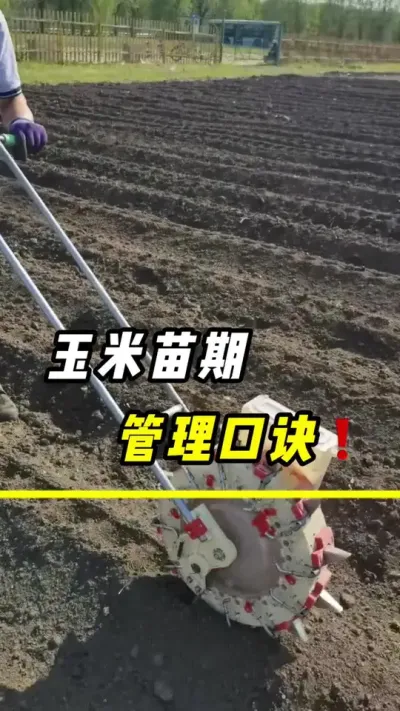 玉米苗期管理口诀，#玉米#玉米种植#三农 #农业 #玉米增产