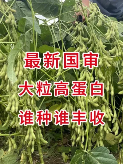 大颗粒亩种10斤，亩产700多 #抖音助农扶农 #三农 #产量特别高 #大豆种植 #抖音助农