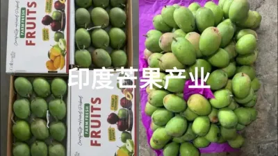 (16) 印度芒果产业白皮书：气候变局下的南北博弈与全球供应链重构@云食界展贸服务平台