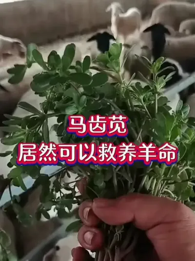马齿苋，居然可以救养羊命 #养羊 #养羊经验 #养羊技术分享 #养羊人