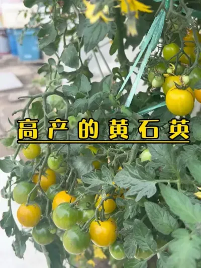 不整枝的无限生长型小番茄，密密麻麻的，等你想整枝的时候，看着都头大了。#记录我的种植生活 #盆栽果树 #楼顶菜园 #盆栽番茄#黄石英