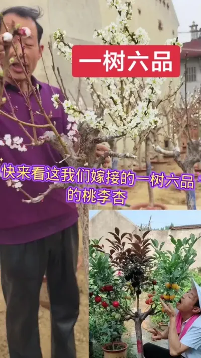 一树嫁接多品种桃李杏，又好吃又好看#抖音助农 #别墅庭院植物 #一树多果 @抖音上热门