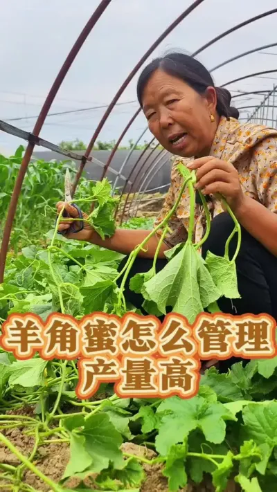 羊角蜜怎么管理产量高 羊角蜜怎么管理产量高#羊角蜜甜瓜 #种植小技巧 #生菜杨姐 #三农 #蔬菜种植