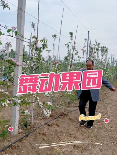 舞动果园 苹果高纺锤形，真苗条。#舞动青春活力 #病虫害防治 #果树管理
