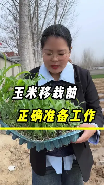 玉米移栽前，正确准备工作#玉米#玉米移栽#玉米种植#玉米高产管理#农业