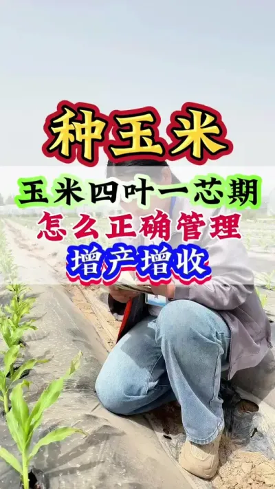 玉米四叶一芯期，怎么正确管理，增产增收 #玉米 #玉米管理 #玉米高产 #玉米种植#种玉米