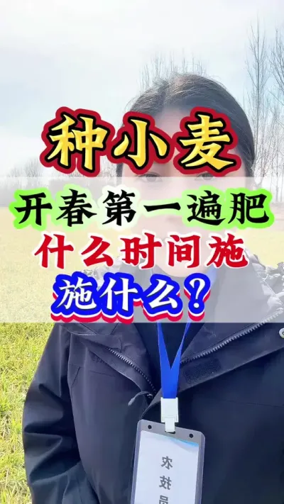 小麦开春第一遍肥什么时间施？施什么？#小麦#小麦种植#小麦高产技术 #小麦管理 #小麦增产