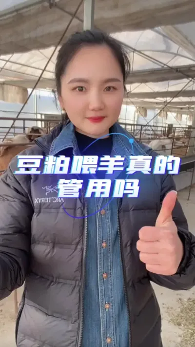 豆粕喂羊真的管用吗#养羊知识 #养羊人 #自繁自养 #养羊技术分享 #养殖人加油