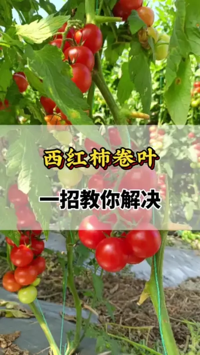 西红柿卷叶，一招教你解决#西红柿的种植技术 #番茄种植方法及管理技术 #西红柿卷叶怎么办 #西红柿种植技术与管理法 #西红柿打头的正确方法