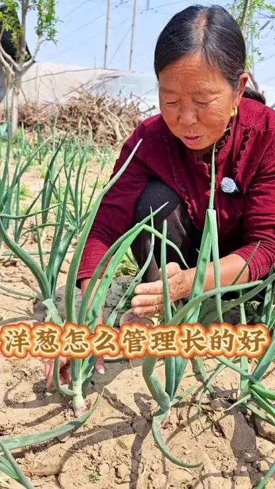 洋葱怎么管理长的好 洋葱怎么管理长的好#洋葱种植 #蔬菜管理 #生菜杨姐 #三农