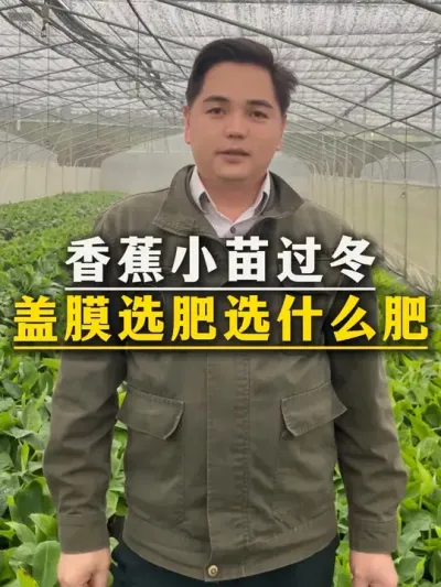 香蕉小苗过冬
盖膜选肥选什么肥？#农业种植 #香蕉种植 #香蕉 #三农 #肥料