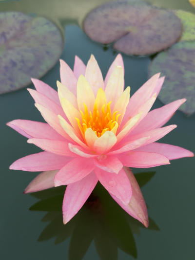 'Sunfire' 阳炎#睡莲[话题]# #夏日睡莲[话题]# #园艺[话题]# #莫奈睡莲[话题]# #点缀生活的鲜花[话题]# #切花[话题]# #花卉绿植[话题]# #切花自由[话题]# #我的