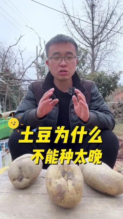 土豆为什么不能种太晚？土豆种晚了有什么影响？#关注我一起学种菜 #我的小菜园 #种植小技巧 #土豆 #在家种菜