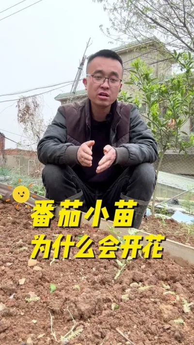 番茄小苗为什么会开花？开花后怎么办？#在家种菜 #我的小菜园 #种植小技巧 #我的菜园子 #阳台种植