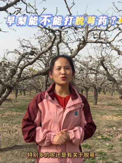 赶在大家打脱萼药前赶紧把视频发出来 #果树种植 #来抖音学农技 #梨树#砀山酥梨 #公梨变母梨
