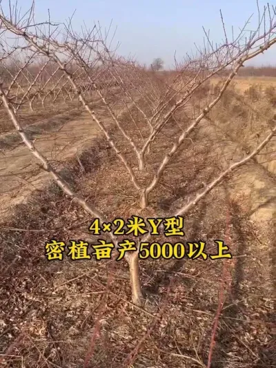 #抖音助农 #支持三农扶持三农发展 #关注我每天为你分享更多农业知识 #农业技术推广 #分享农业知识帮农民增产增收 @抖音小助手 @抖音创作者中心 @抖音热点宝