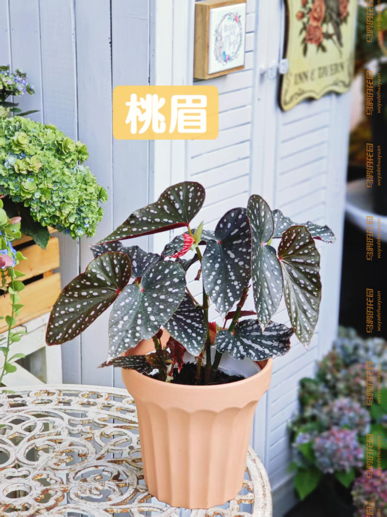http://static.ixuenong.com/pxn/uploads/prod/thirdfile/2025/05/1480fa45d75cfab7e6e5ef96e9677729.jpg