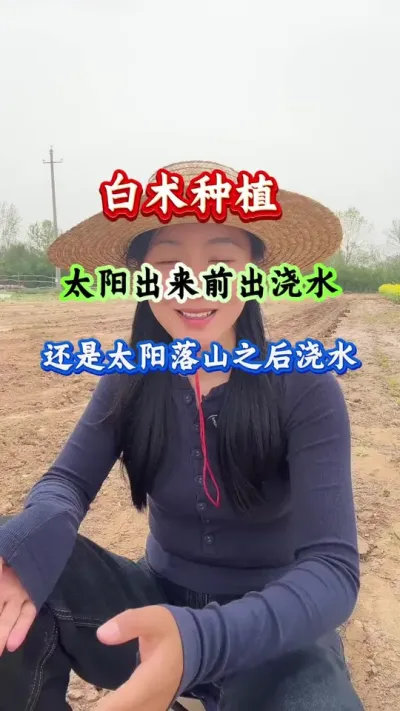 白术种植 白术种植太阳出来前出浇水还是太阳落山这后浇水 #白术种植 #白术管理 #白术高产