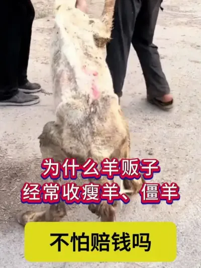 为什么羊贩子经常收瘦羊、僵羊，不怕赔钱吗？ #养羊  #养羊人  #养羊技术  #养殖