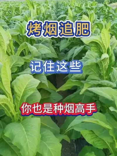 烤烟追肥，记住这些，您就是种烟高手！ #烤烟种植技术与管理 #农业种植 #烤烟 #烤烟种植 #种植小技巧