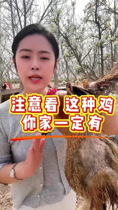 注意看，这种鸡你家一定有 #抖音养鸡人 #鸡鸭鹅 #鸡病防治#科学养鸡#养鸡妙招