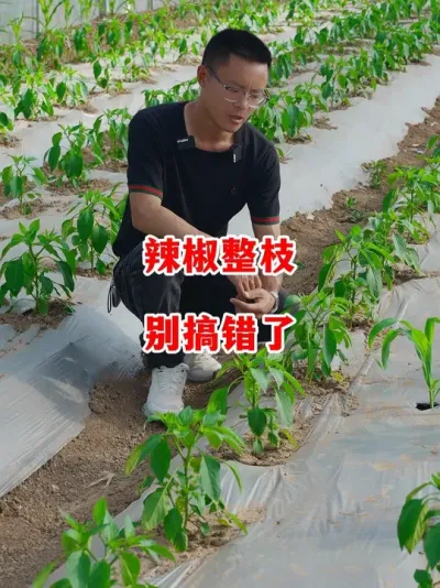 辣椒那些品种适合整枝应该如何整枝#辣椒种植 #辣椒 #小米辣 #线椒 #来抖音学农技