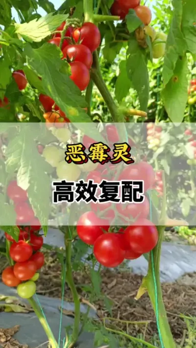 番茄种植恶霉灵高效复配你知道吗#恶霉灵的作用与功效 #番茄卷叶病怎么治 #番茄病毒病发生的原因 #番茄种植 #番茄种植方法及管理技术