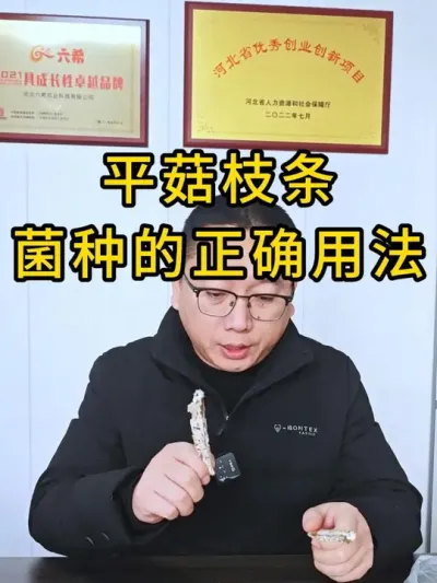平菇种植，枝条菌种的正确使用方法，你用对了吗？#平菇种植 #平菇菌种 #食用菌栽培种 #栽培种