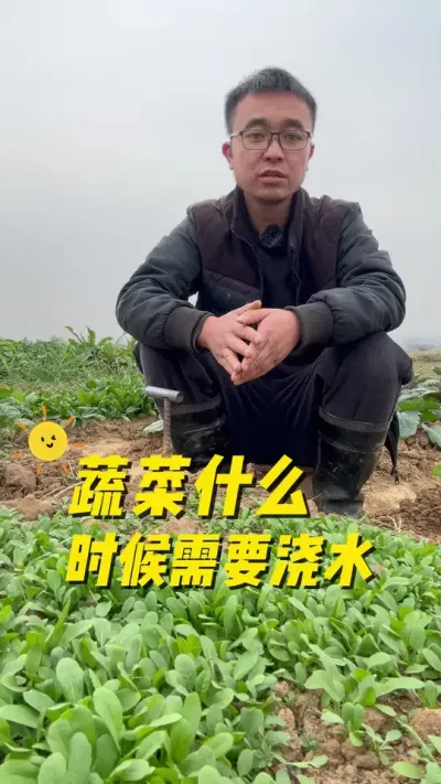 蔬菜什么时候需要浇水？什么时候不需要浇水？#关注我一起学种菜 #我的小菜园 #阳台种菜 #种植小技巧