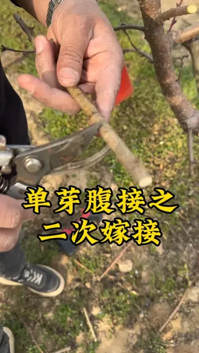 #服务三农支持三农 #分享农业知识帮农民增产增收 #果树管理 #嫁接技术#抖音新农人 @抖音小助手 @抖音热点 @抖音创作者中心