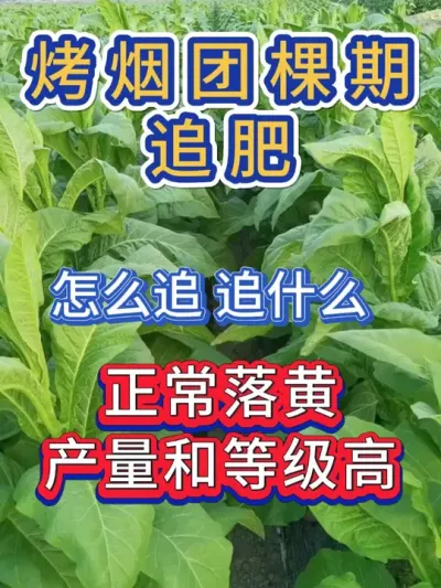 烤烟团棵期追肥，怎么追追什么，产量高，品质好 #烤烟种植技术与管理 #烤烟种植 #烤烟 #烟草种植