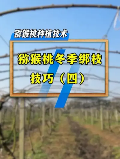 猕猴桃冬季绑枝，枝条、主蔓全部绑缚稳定，竟然有这么大的作用，你知道吗？#种植小技巧 #果园管理 #农业技术推广 #三农