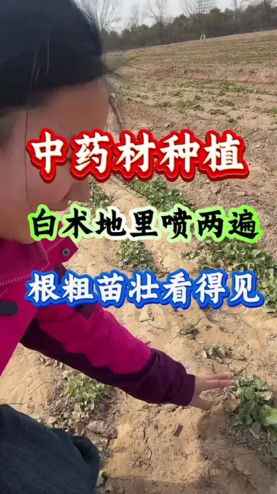 白术种植 中药材种植白术地里喷两遍根粗苗壮看得见 #药材高产 #白术种植 #白术种植 #白术高产