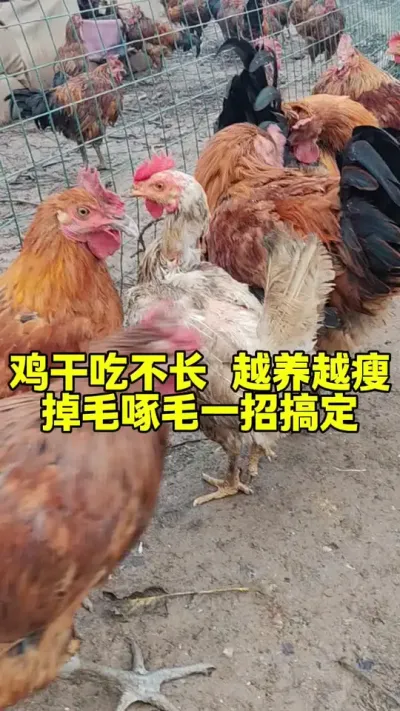 鸡干吃不长越养越瘦掉毛啄毛一招搞定#科学养鸡 #服务三农支持三农 #家禽养殖 #三农养殖 #养鸡人