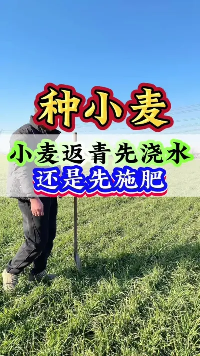 小麦返青肥先浇水还是先施肥#小麦高产技术 #小麦种植 #小麦#小麦增产 #小麦管理